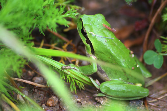 grenoille hylides