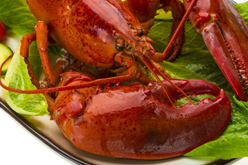 Large Lobster