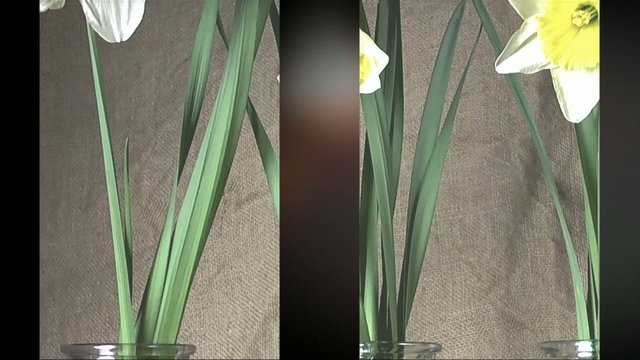 fioritura di narcisi