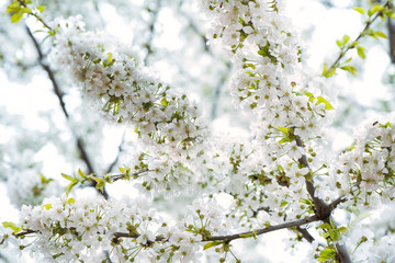 Cherry blossoms. Цветущая вишня.