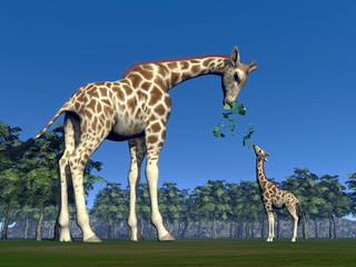 Giraffe mum feeding giraffon - 3D render