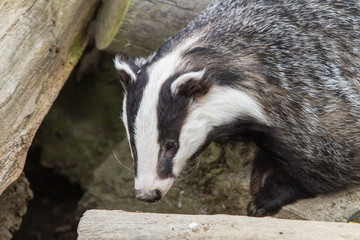 Badger © Stephan Morris 