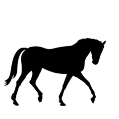 Fototapeta na wymiar beautiful black horse silhouette