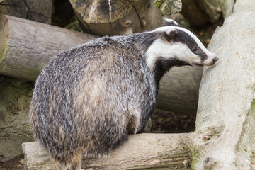 Badger