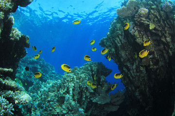Fototapeta na wymiar Podwodne sceny z Capistratus Coral Reef