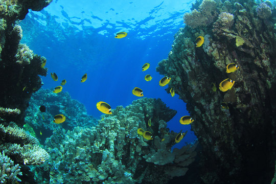 Fototapeta Underwater Coral Reef Scene with Butterflyfish