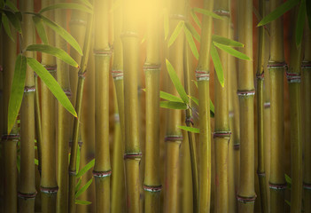 Bamboo sprouts forest