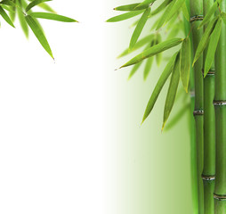 Bamboo sprouts with free space for text