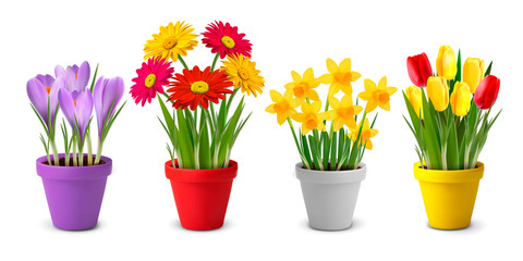 Collection of spring and summer colorful flowers in pots and wat - obrazy, fototapety, plakaty