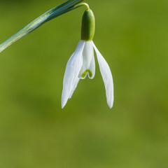 Snowdrop