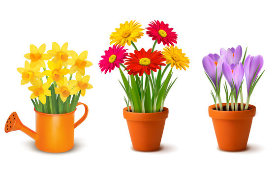 Collection of spring and summer colorful flowers in pots and wat