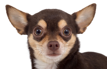 chihuahua portrait