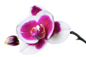 Orchid flowers