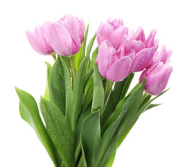 Beautiful bouquet of purple tulips, isolated on white