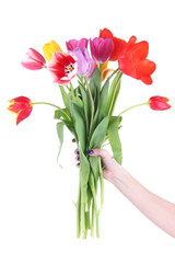 Beautiful tulips in hand isolated on white