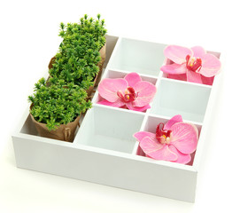 Beautiful flowers arranged in wooden box isolated on white
