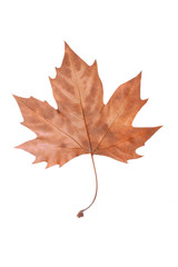 Dry Maple Leaf