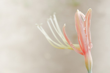 Hippeastrum cybister hybrid in garden.Phaedranassa spp.