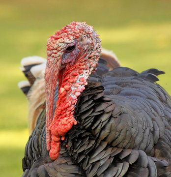 Close-Up Turkey Head
