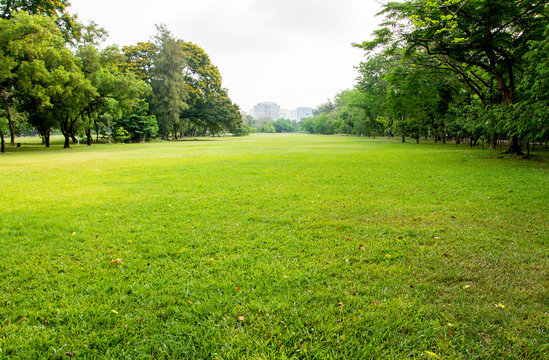 Fototapeta green grass field in big city park