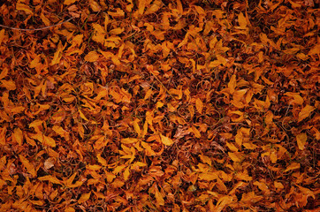 dry leaves background