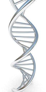 DNA structure model on white