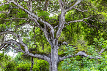 Towering Branches of Hybrid Live Oak Tree