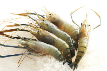 Raw shrimp on ice background