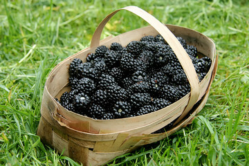 Blackberries in a basket 