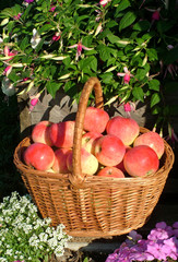 Basket full of selected red apples in the garden among flowers