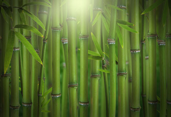 Forêt de pousses de bambou