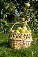 Basket full of selected apples in the garden