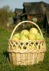 Basket full of selected apples in the garden	