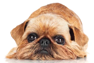Rolgordijnen brussels griffon dog lying down sad © otsphoto