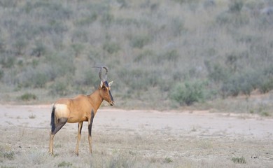 Naklejka premium Red hartebeest (Alcelaphus caama) Kgalagadi Park