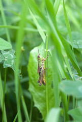 grasshopper on leaf
