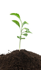 lemon growing
