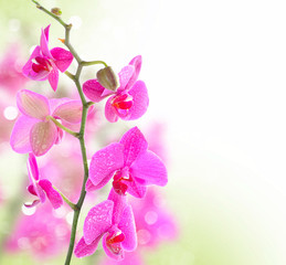 Fototapeta na wymiar Beautiful Orchid border