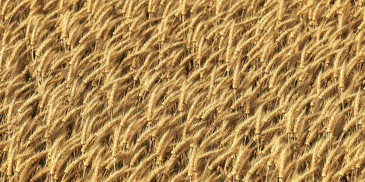 Wheat field as background