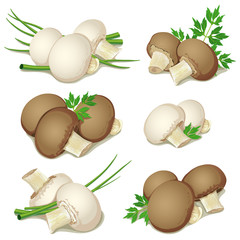 set of champignon