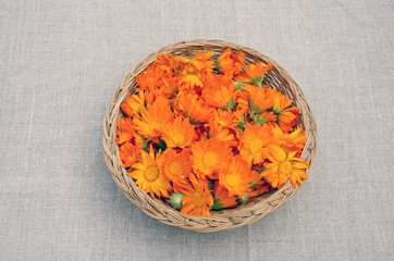 calendula medical flowers in wicked basket