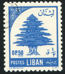 Cedar of Lebanon