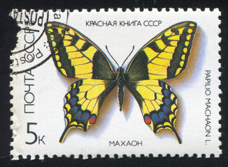 Butterfly Papilio Machaon