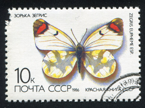 Butterfly Zegris Eupheme