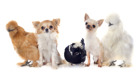 bantam chicken and chihuahuas