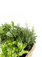 Aromatic plants in basket