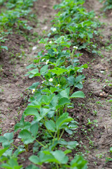 blooming strawberries