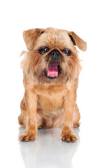 funny bearded dog yawning