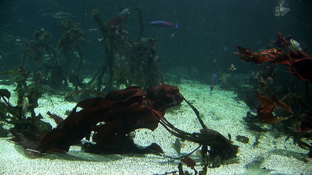 Great Atlantic Tank at the Atlantic Sea Park in Alesund, Norway - Tourist attraction - Marine life
