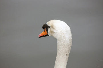 Closeup of a swan with orange beak